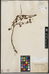Foto von Salix starkeana Willd.